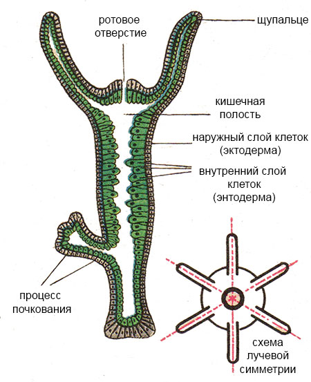 Кракен тор kr2web in