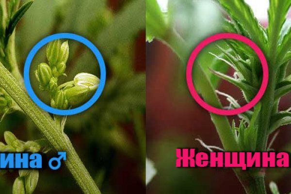 Кракен шоп зеркало