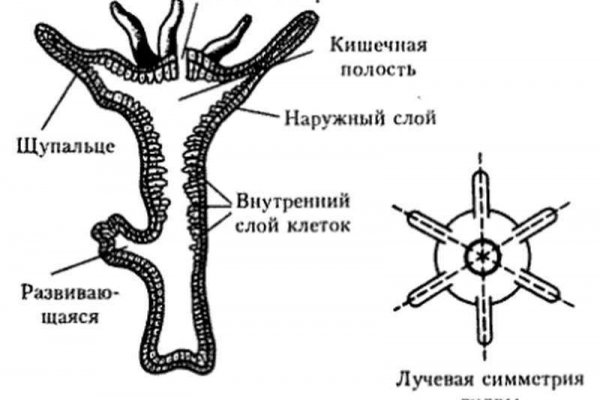 Кракен зеркало krk store com
